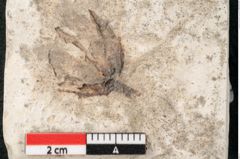 Foto (Detailansicht) von Glyptostrobus europaeus Brongniarti (NHMW-GEO-2024-0188-8072)